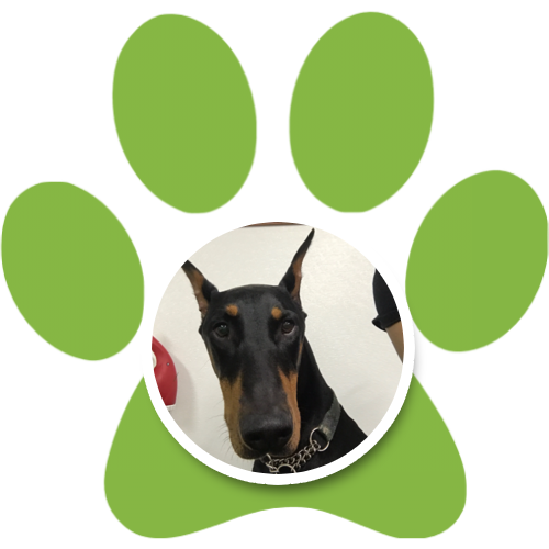 doberman